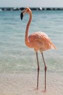 Flamingo in Bahamas
